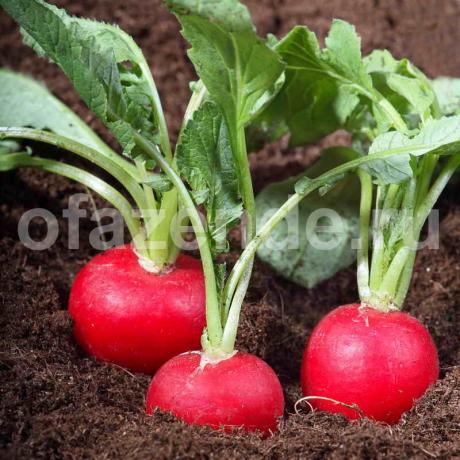 Growing radish. Illustration for an article is used for a standard license © ofazende.ru