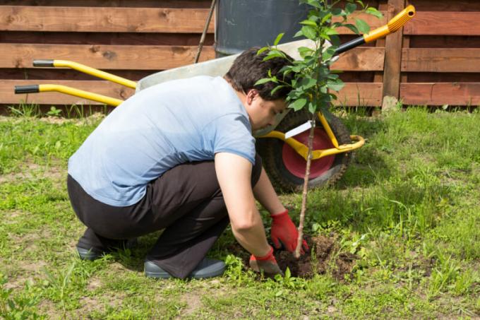 How to plant fruit trees in the fall