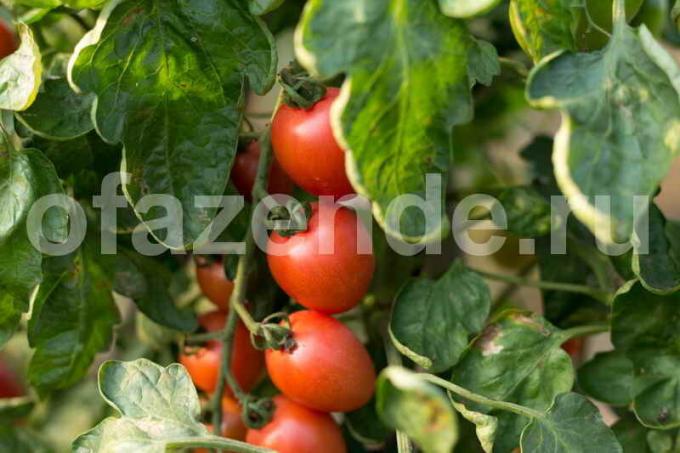 Caring for tomatoes in greenhouses