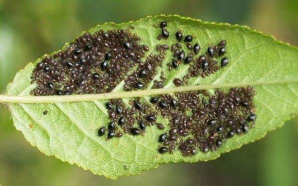 Unconventional methods to combat aphids