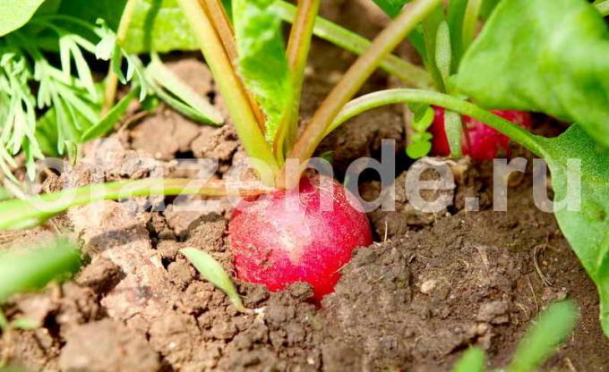 Growing radish