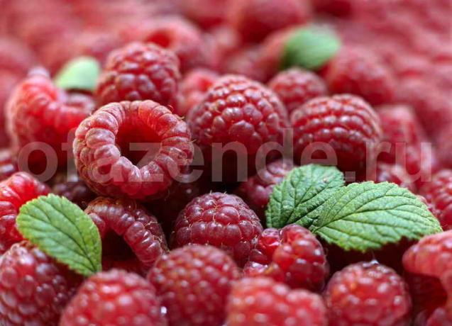 raspberries. Illustration for an article is used for a standard license © ofazende.ru