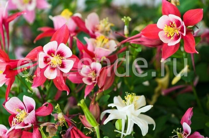 Aquilegia: the cultivation and care of the perennial garden