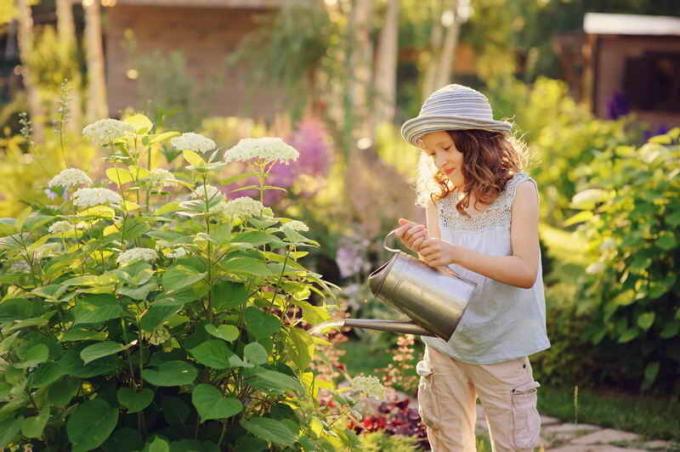 Watering flowers. Illustration for an article is used for a standard license © ofazende.ru