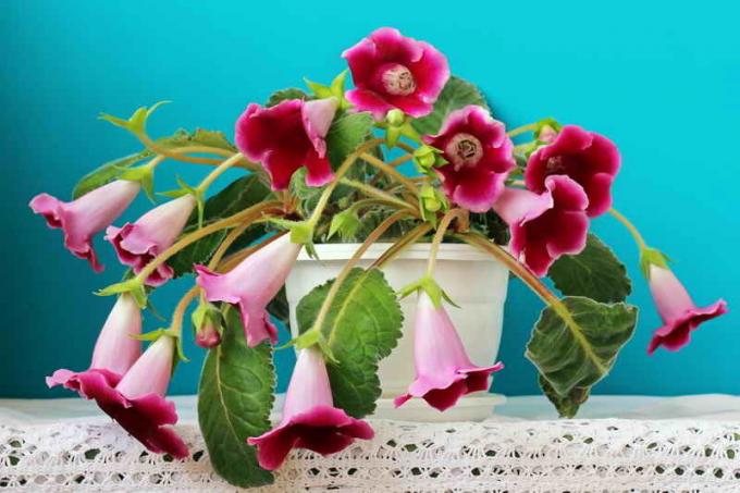 Watering regime in the care gloxinia at home