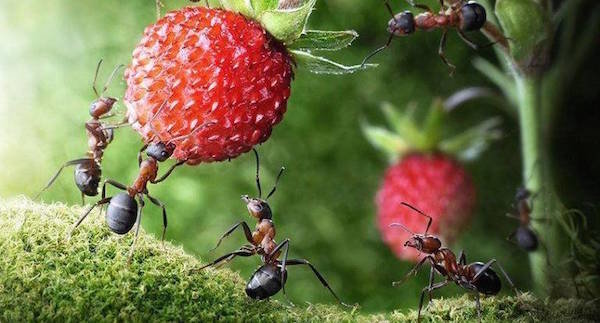 Ants on the site: harm or benefit?