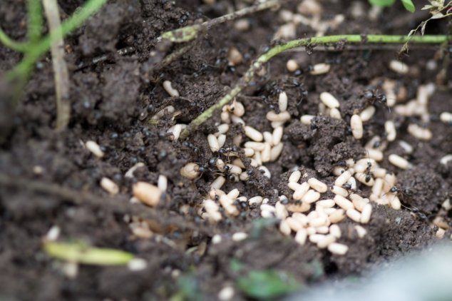 Kopek way to get rid of ants in vegetable garden