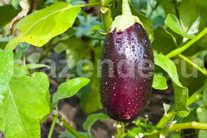 Growing eggplant. Illustration for an article is used for a standard license © ofazende.ru