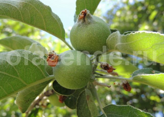 Ovary apples on a branch. Illustration for an article is used for a standard license © ofazende.ru
