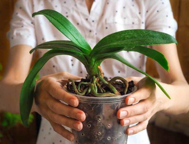 Why orchid roots are dry, and look out of the pot? A signal that it is time to take action