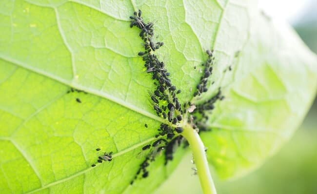 We get rid of aphids with iodine and soda ash