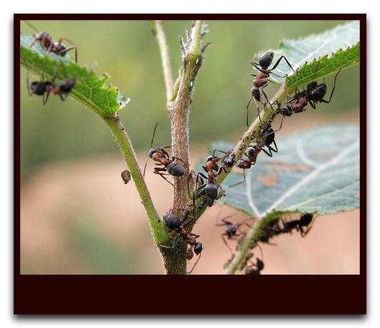 Ants protect aphids