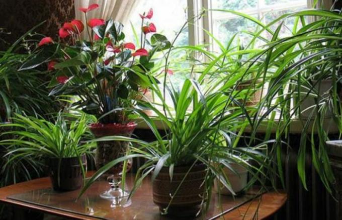  7 obvious reasons why growers destroy their flowers on the windowsills.