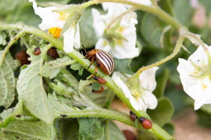 Shell flour to help cope with the invasion of the Colorado potato beetle