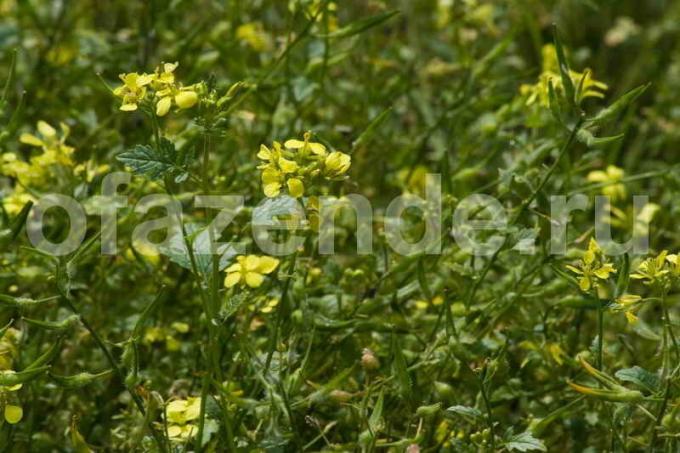 Flowering mustard. Illustration for an article is used for a standard license © ofazende.ru