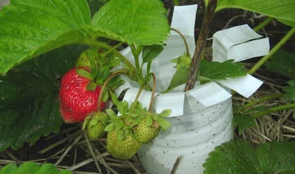 Make a backup of strawberries from scrap materials: 4 ideas