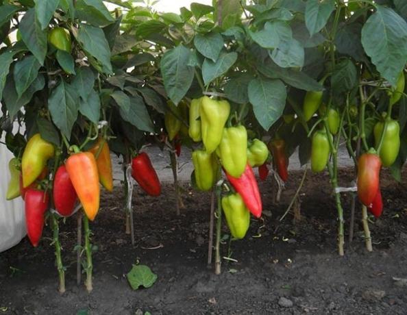 8 Tips for excellent crop of pepper