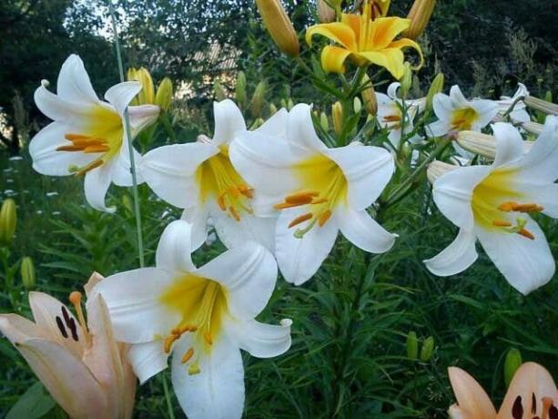 Where better to plant lilies: site selection and soil preparation