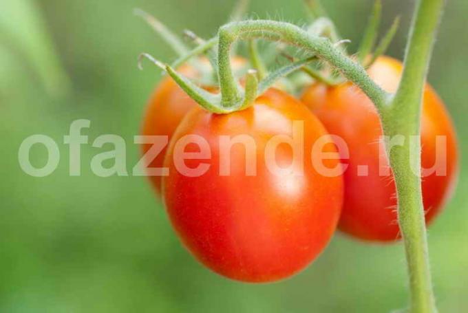 Growing tomatoes. Illustration for an article is used for a standard license © ofazende.ru