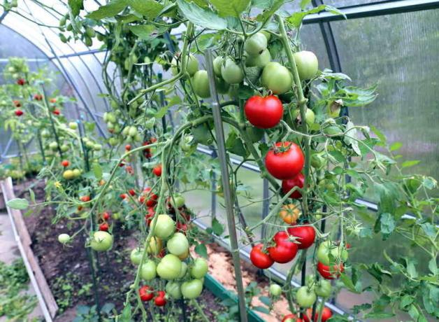 Caring for tomatoes in the greenhouse (Photo used under the standard license © ofazende.ru)