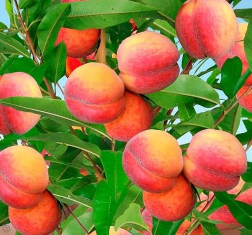 Planting and cultivation of peaches in the country