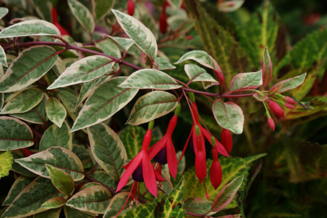 Leaves with creamy yellow margins