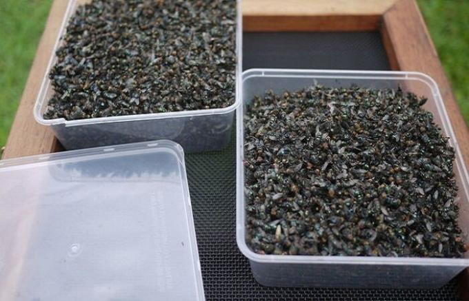  From this amount, you can get rid of flies per week.