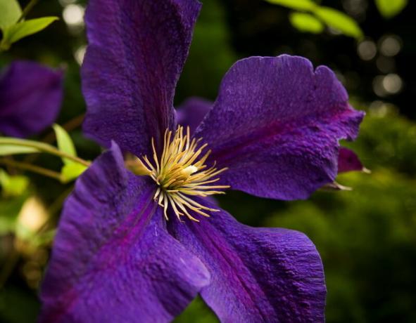 How to choose the "keys" to Clematis