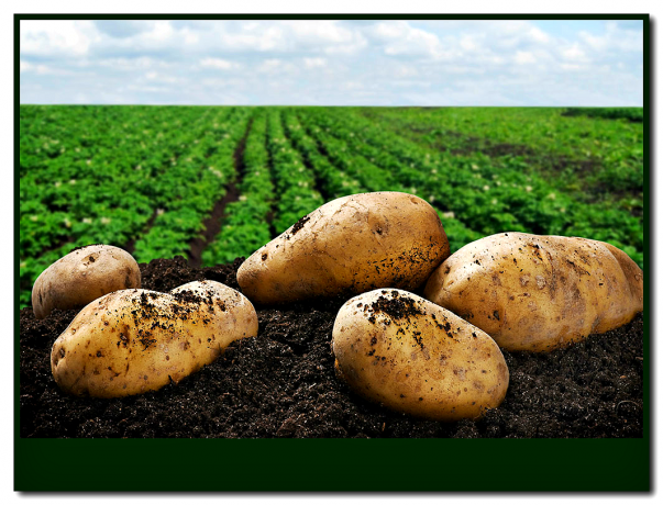 Settle at the 3 Belarusian potato varieties! You will not regret! 👍