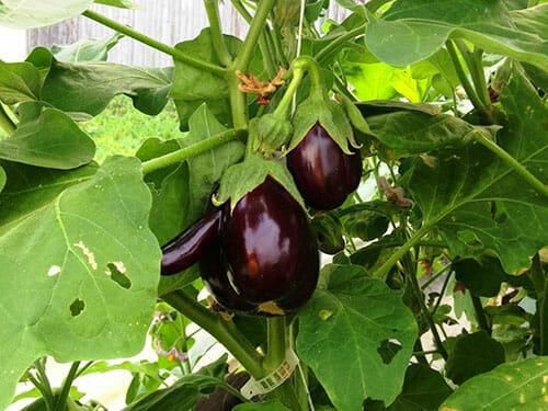 Possible errors in the cultivation of eggplant