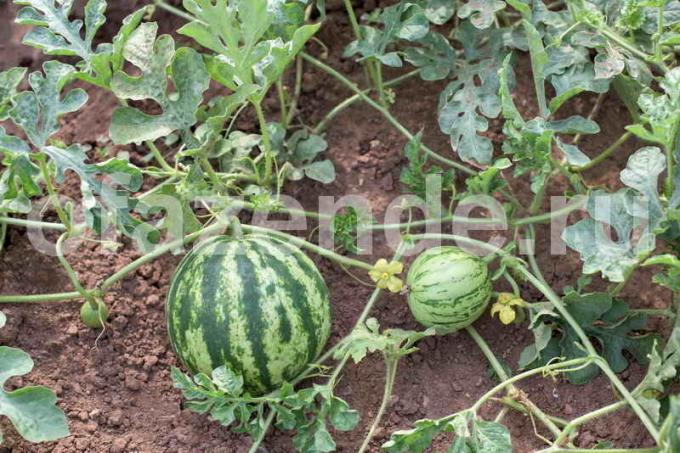 Growing watermelons. Illustration for an article is used for a standard license © ofazende.ru