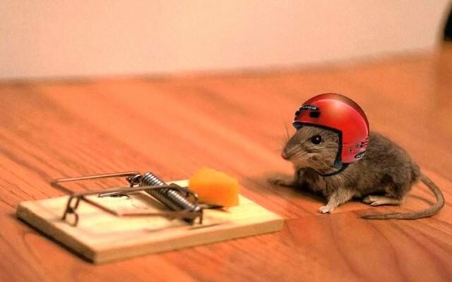 How to get rid of the mice in the country: cheap but effective way
