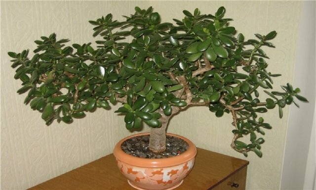 How to create a money tree (Crassula), that was beautiful