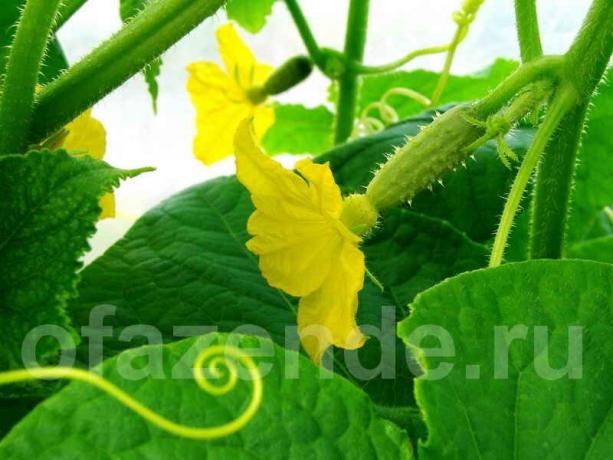 Growing cucumbers (Photo used under the standard license © ofazende.ru)