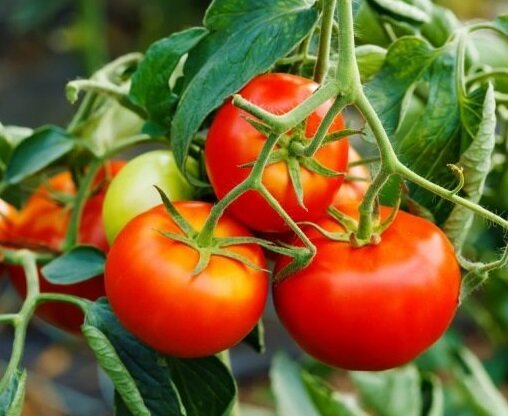 How to extend the fruiting of tomatoes in August
