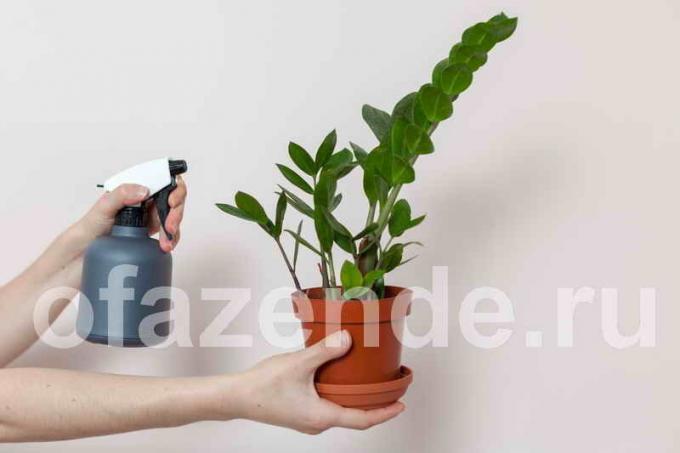 Care for Zamioculcas. Illustration for an article is used for a standard license © ofazende.ru