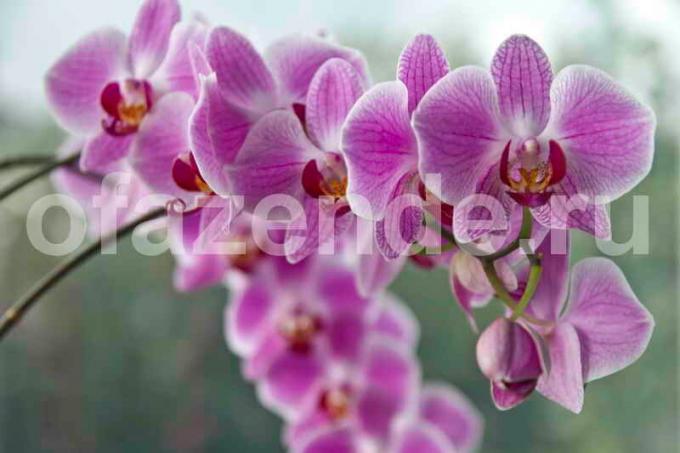 Growing orchids. Illustration for an article is used for a standard license © ofazende.ru