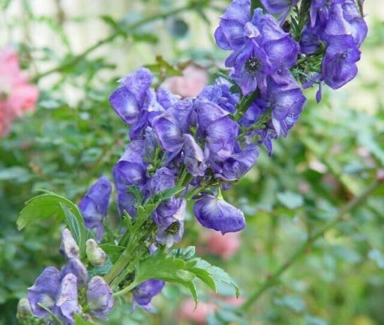 What plants need to prune after flowering