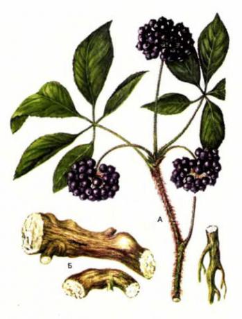 Brushes of black berries. Illustration for this article is taken from public sources