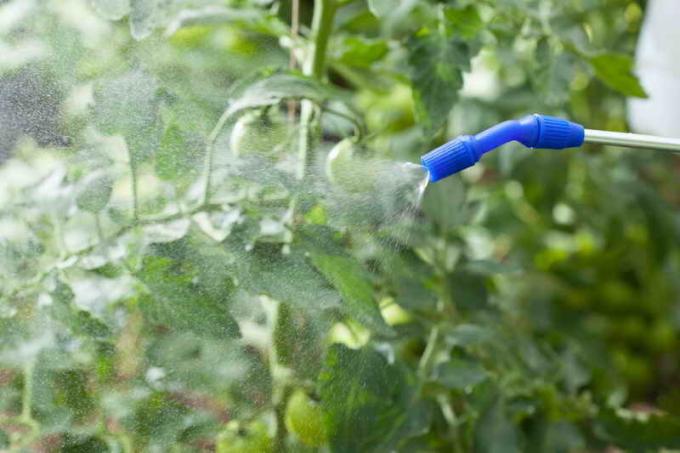How to protect tomatoes from wilting leaves