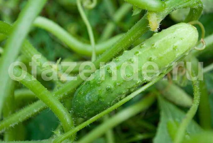 Growing cucumbers. Illustration for an article is used for a standard license © ofazende.ru
