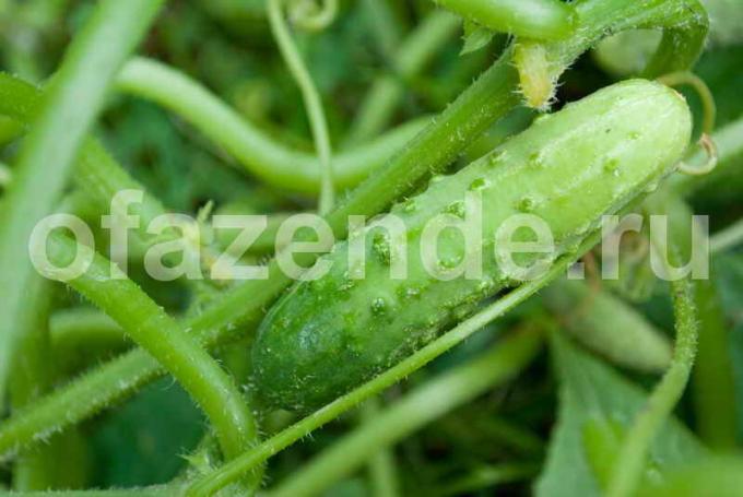 Secrets of a good crop of crunchy cucumbers