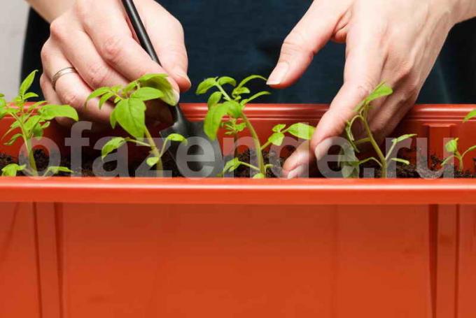 Tomato seedlings. Illustration for an article is used for a standard license © ofazende.ru