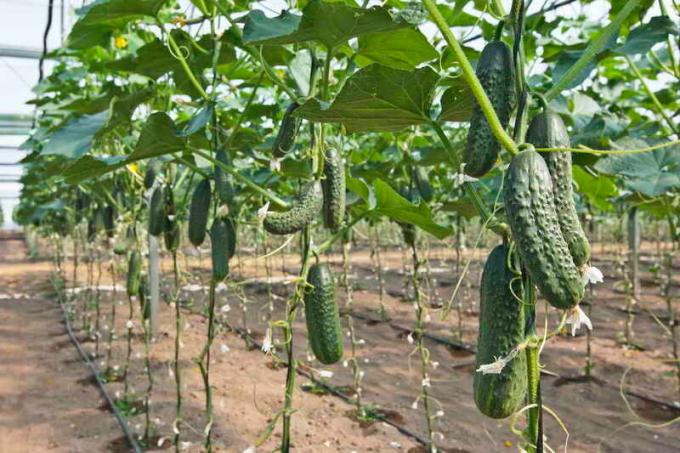Topping of cucumbers: Why and how to conduct
