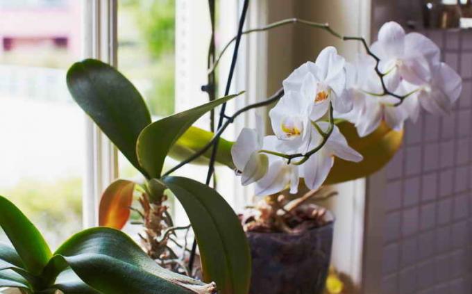 Orchid on a window. Illustration for an article is used for a standard license © ofazende.ru