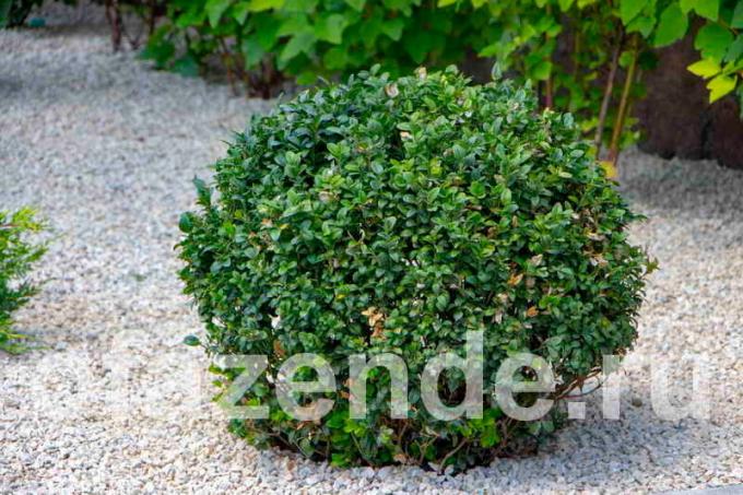 Low-growing shrubs in your garden. Illustrations for the article is used for a standard license © ofazende.ru
