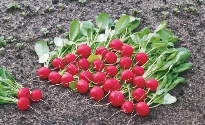 Early vitamins from the garden - radishes. How to get rich harvest