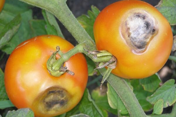 Brown-brown spots on the leaves of tomatoes: what it is and how to fight