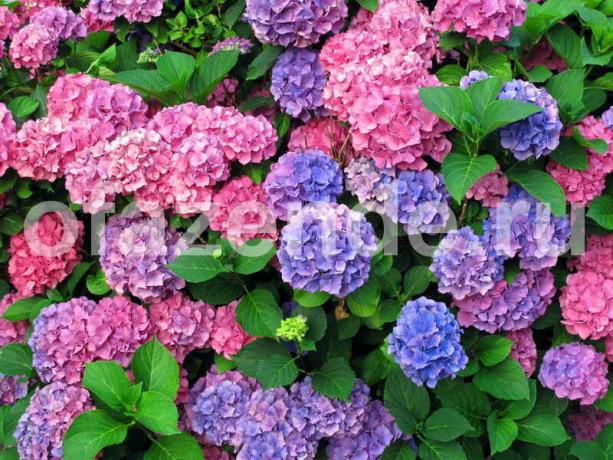 Cultivation of hydrangeas. Illustration for an article is used for a standard license © ofazende.ru