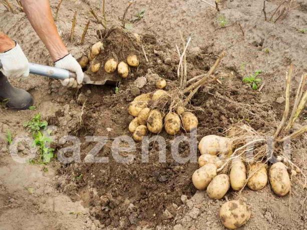 An excellent crop of potatoes by the method Balabanov